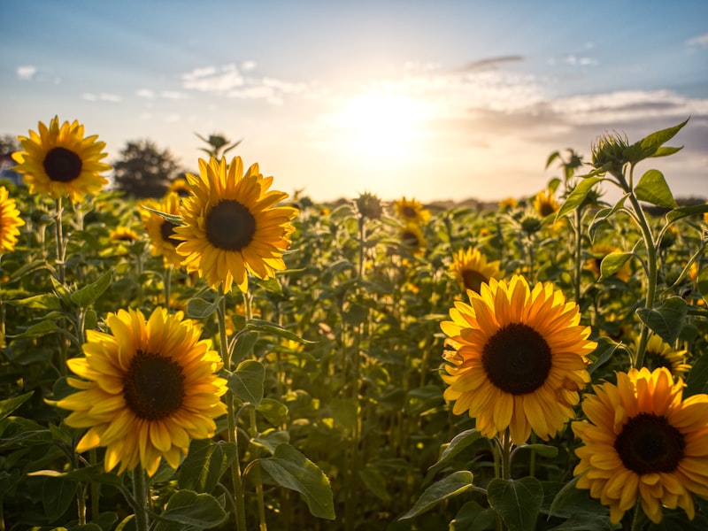 Sunflower field — phytoremediation in practice