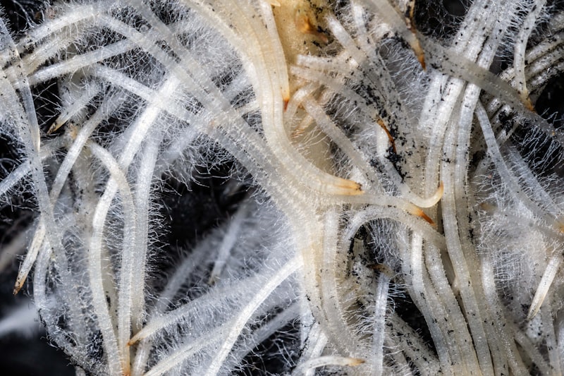 Soil Electrophysiology: Reading and Amplifying the Underground Signal thumbnail