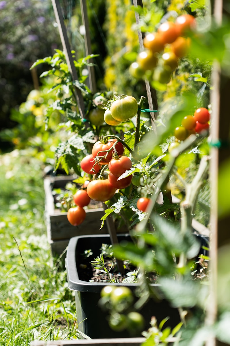 High-Voltage DC Stimulation of Tomato Root Zones illustration