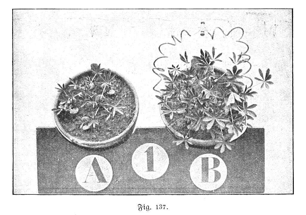 Vintage illustration of early electroculture apparatus