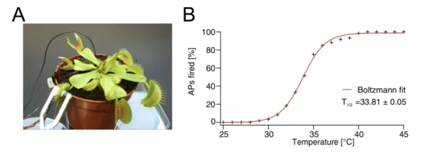 Action potential waveform in a plant cell